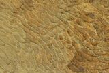 Pennsylvanian, Fossil Microbial Mat - Oklahoma #114055-1
